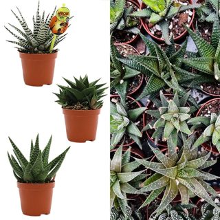 Haworthia mix v.10 h.12-18