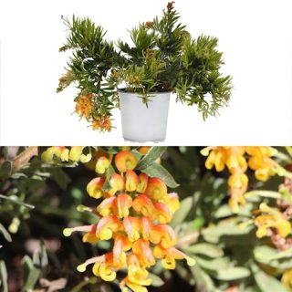 Grevillea lanigera v.16