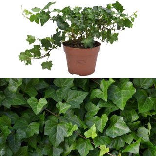 Hedera helix v.13 h.30