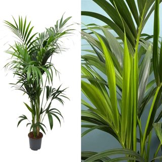 Kentia howea forsteriana v.24 h.180