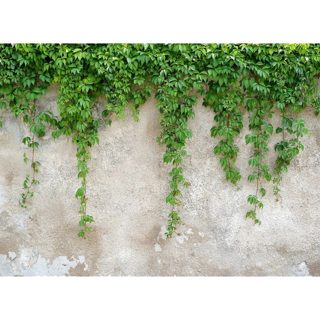 As Creation DD11871-2 Leter Muri DesignWalls Fotografike Climbing Leaves 3.5 X 55 M E Bardhe Jeshile