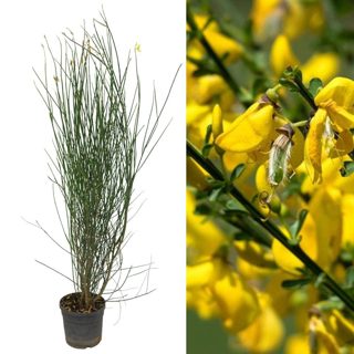 Genista aetnensis v.18