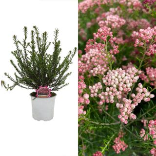 Ozothamnus pink v.15
